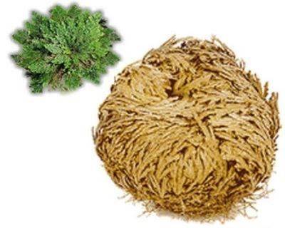 Rosa de Jericó Pequeña | Planta Mística para Protección, Abundancia y Renovación